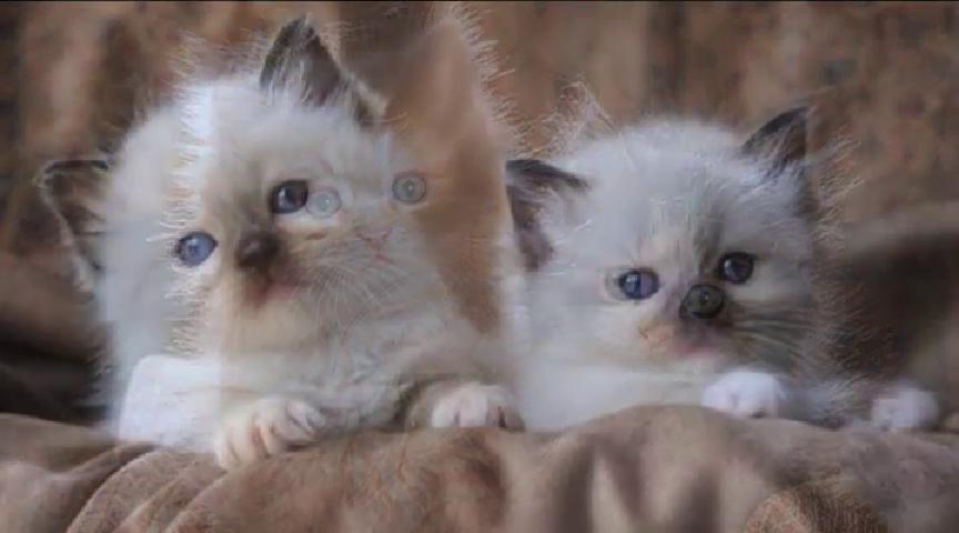 AOA_MariansDreamKittenSpay