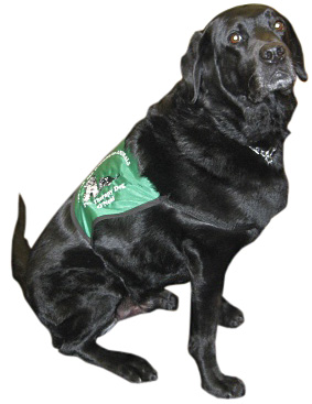 Pet Assisted Therapy