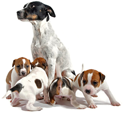Actors and Others Benefits of Spay/Neuter