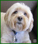 Actors and Others for Animals, Pet Assisted Therapy, Bailey