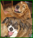 Actors and Others for Animals, Pet Assisted Therapy, Benny and Laddi