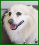 Actors and Others for Animals Pet Assisted Therapy, Bitsy