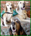 Actors and Others for Animals, Pet Assisted Therapy, Breezy, George, and Cody