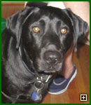 Actors and Others for Animals Pet Assisted Therapy, Jack