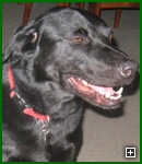 Actors and Others for Animals, Pet Assisted Therapy, Lizzie