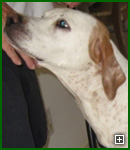 Actors and Others for Animals, Pet Assisted Therapy, Maggie