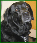 Actors and Others for Animals, Pet Assisted Therapy, O'Neal