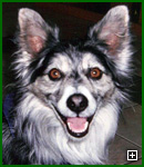 Actors and Others for Animals, Pet Assisted Therapy, Perry