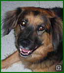 Actors and Others for Animals Pet Assisted Therapy, Playful