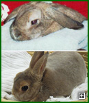 Actors and Others for Animals, Pet Assisted Therapy, Rex and Mr. Flopsy