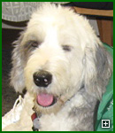 Actors and Others for Animals, Pet Assisted Therapy, Rodney