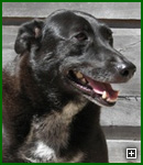 Actors and Others for Animals, Pet Assisted Therapy, Breezy, George, and Cody