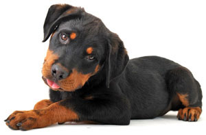 Spay and Neuter Assistance
