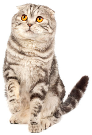 Actors and Others Pet Care Tips