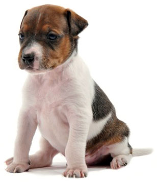 Puppy