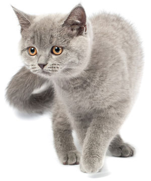 Spay Kitty