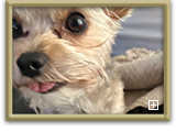 Actor and Others Pet Photo Gallery