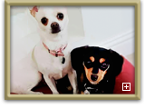 Actor and Others Pet Photo Gallery