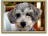 Actor and Others Pet Photo Gallery