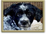 Actor and Others Pet Photo Gallery